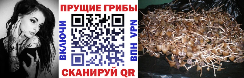 omg зеркало  Чегем  Псилоцибиновые грибы Psilocybine cubensis 